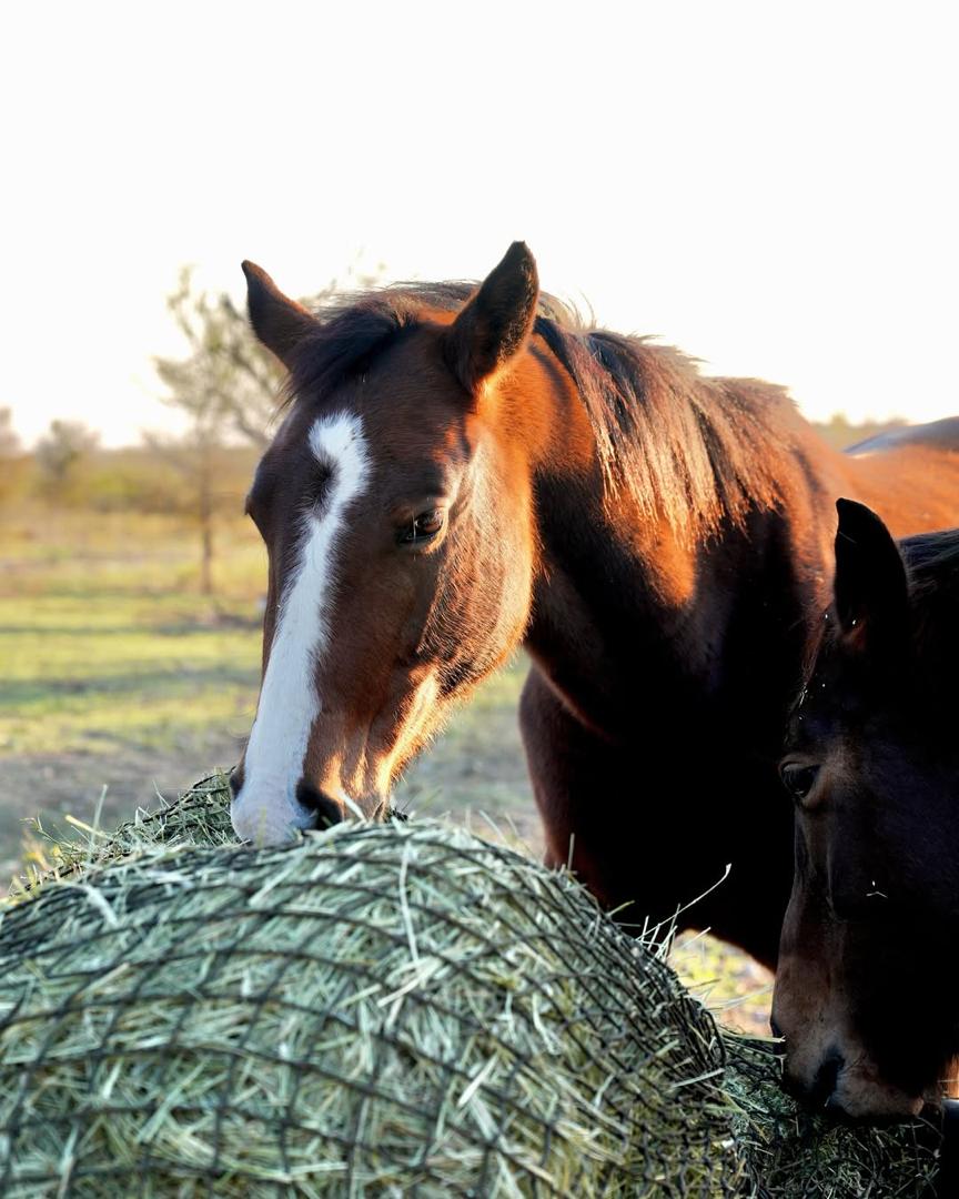 Max - rescued horse